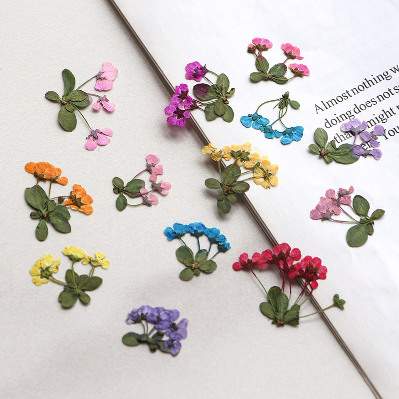 2-3cm/12 piezas, Pequeñas Flor - Supply For Florist reseña y precio