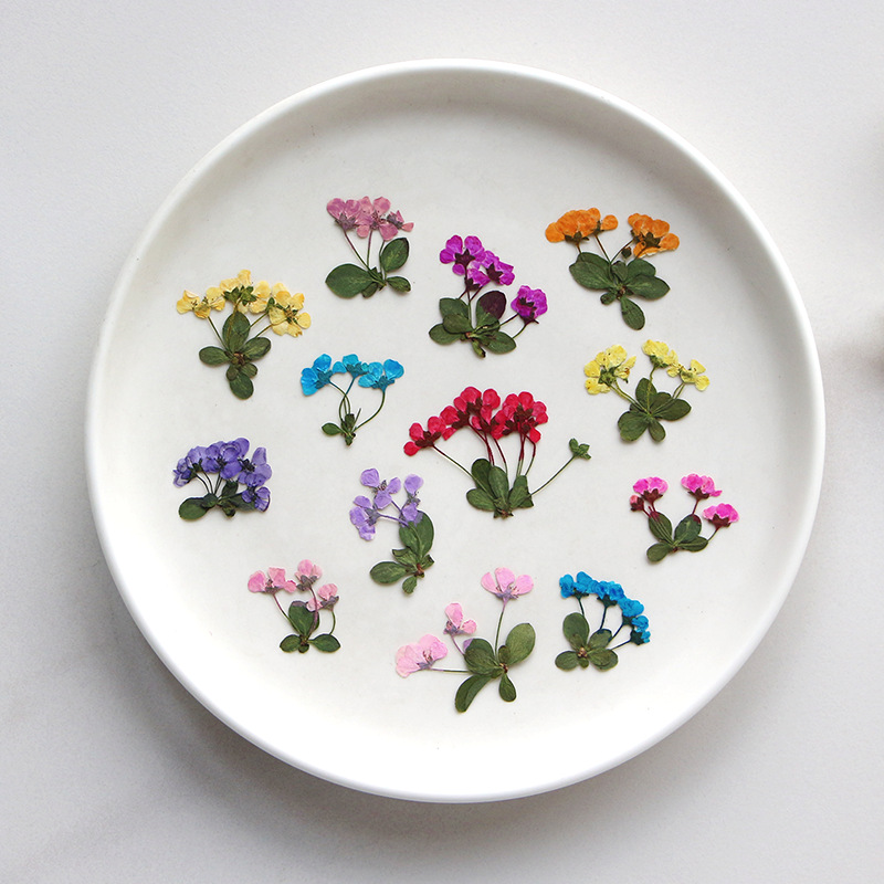 2-3cm/12 piezas, Pequeñas Flor - Supply For Florist reseña y precio