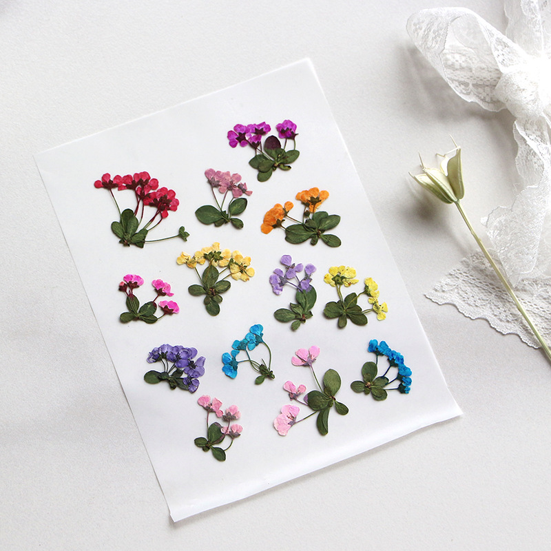 2-3cm/12 piezas, Pequeñas Flor - Supply For Florist reseña y precio
