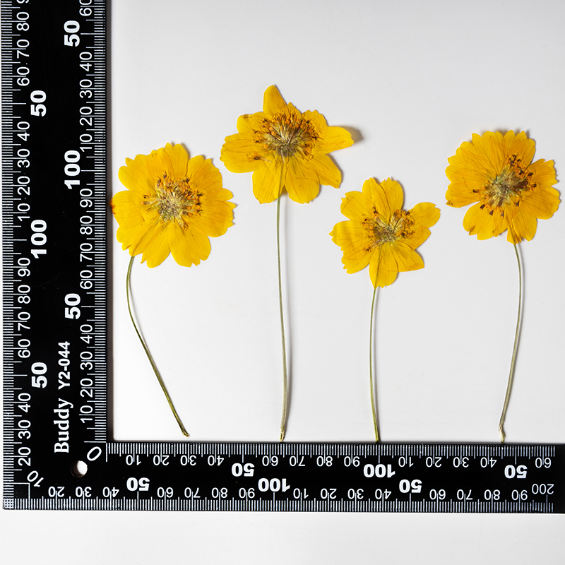 8-10cm/24 piezas, Flores peque - Supply For Florist reseña y precio